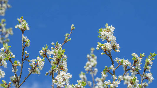 天空 樱桃 生长 盛开 夏天 植物 日本人 植物区系 软的
