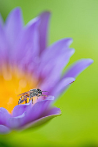 蜂蜜 莲花 美丽的 公园 昆虫 紫色 粉红色 特写镜头 花瓣