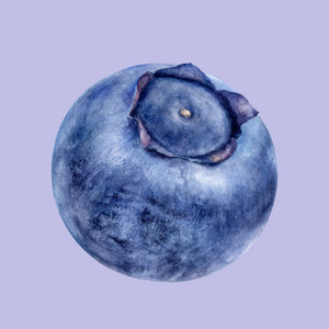 紫底蓝莓手绘水彩画插图照片