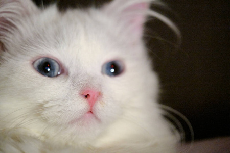 宝贝 哺乳动物 漂亮的 眼睛 特写镜头 面对 动物 鼻子