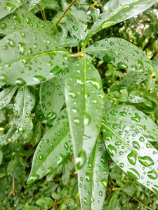 树叶 雨滴 灌木 夏天