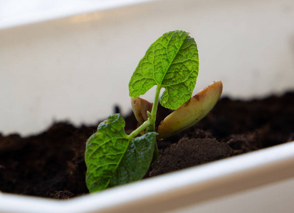 春天 生态学 自然 园艺 地球 植物 污垢 新的 生活 生长