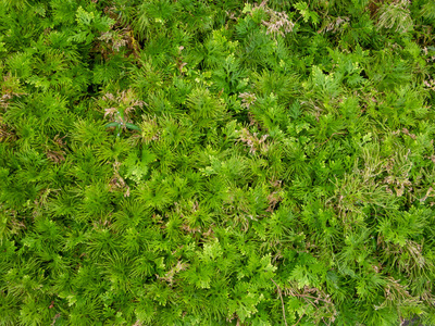 生长 春天 环境 植物 花园 夏天 自然 植物区系 纹理