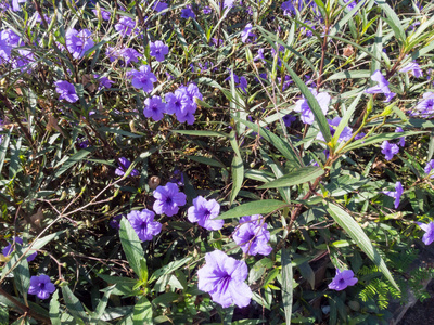夏天 春天 植物 紫色 美丽的 自然 花的 季节 开花 花园