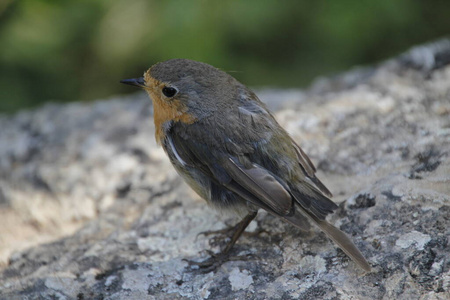 春天 特写镜头 鸟类学 生物学 观鸟 森林 动物群 十二月