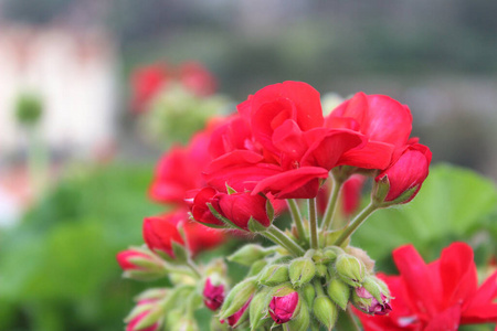 玫瑰 自然 花束 夏天 植物区系 开花 颜色 花园 花的