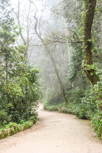 环境 步行 木材 通路 风景 乡村 自然 里斯本 辛特拉