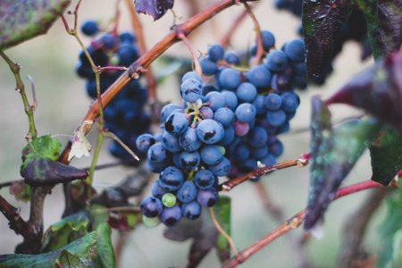 水果 植物 自然 秋天 葡萄园 农业 葡萄酒 花园 葡萄