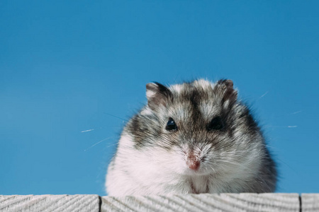 自然 老鼠 特写镜头 鼠标 宠物 毛皮 动物 哺乳动物 仓鼠