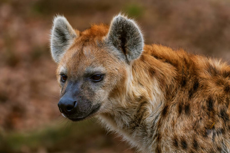 尼日利亚自然图片