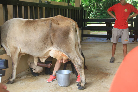 乳制品 动物 农业 成长 男人 农民 繁殖 农场 乳房 生产
