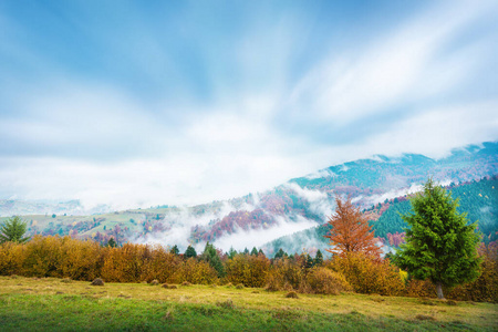 环境 植物区系 自然 薄雾 天空 山谷 森林 朦胧 秋天