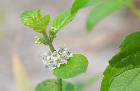 生长 食物 花园 植物学 草本植物 泰国 美味的 自然 特写镜头