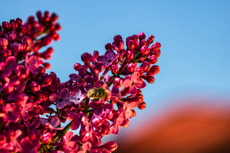 盛开 花的 分支 季节 雌蕊 花园 丁香花 紫色 粉红色