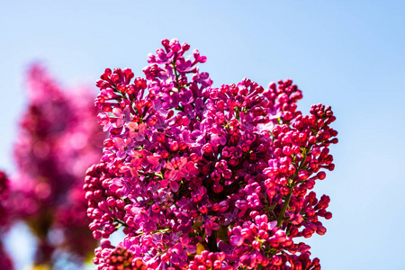 花的 夏天 花园 花瓣 美丽的 丁香花 美女 春天 气味