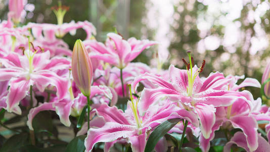 美丽的 自然 粉红色 花瓣 植物 集中 语气 艺术 花的
