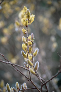 春林黄花柳枝