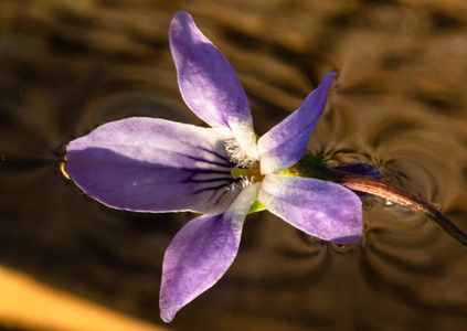 植物区系 植物 甜的 环境 特写镜头 生物学 盛开 野花