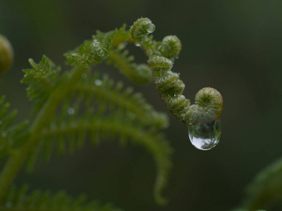 自然 夏天 春天 露水 纹理 植物 环境 美女 特写镜头