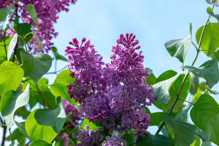 季节 粉红色 花园 盛开 自然 植物区系 花的 丁香花 花瓣