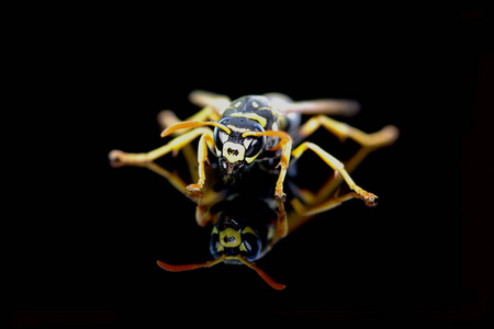 颜色 危险的 野生动物 昆虫 特写镜头 大黄蜂 自然 蜂蜜