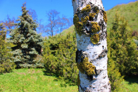 美丽的 日出 桦树 村庄 旅游业 草地 薄雾 旅行 落下