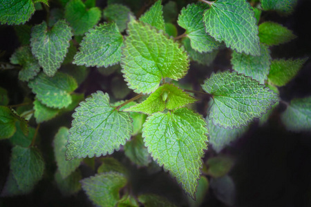 植物学 刺痛 嫩枝 纹理 花序 荨麻科 荨麻疹 颜色 树叶