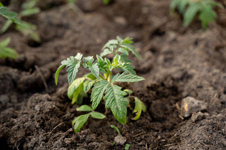 园丁 地球 颜色 栽培 番茄 行业 土壤 温室 植物 发芽