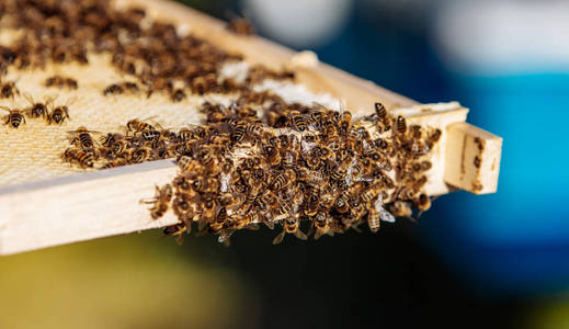 授粉 蜜蜂 甜的 动物 蜂巢 养蜂 新的 花粉 细胞 梳子