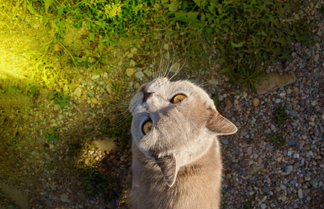 哺乳动物 窗口 自然 小猫 外部 毛皮 鼻子 特写镜头 甜的