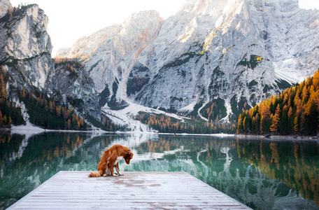 带宠物的风景照片