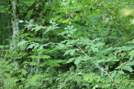 郁郁葱葱 植物学 秋天 分支 太阳 植物 自然 公园 成长