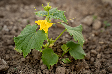 蔬菜 移植 植物学 生活 农学 土壤 作物 环境 季节 春天