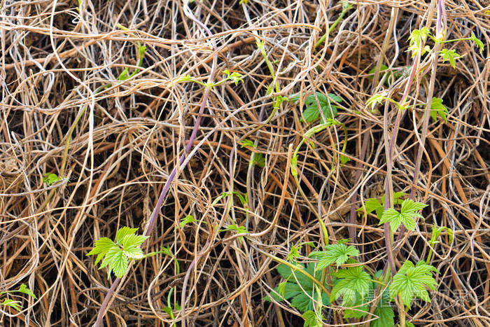 春天篱笆上的野葡萄野生葡萄的干叶春天野生葡萄的第一片绿叶
