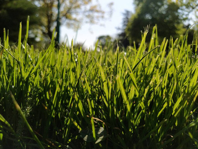 气味 绿色植物 温暖的 浪漫的 气氛 活力 摄影 地面 牧场