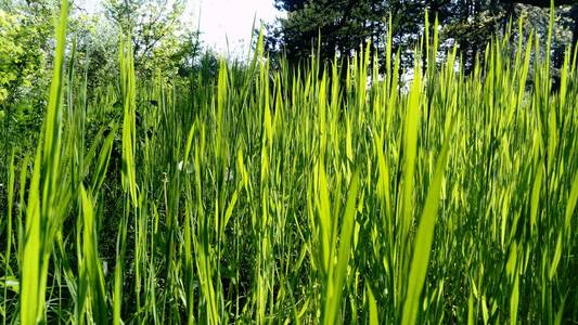 生活 树叶 小麦 气氛 摄影 活力 浪漫的 绿色植物 草坪