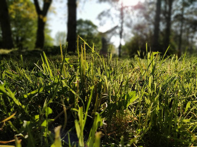 树叶 模糊 天气 小麦 草地 生活 阳光 园艺 活力 摄影