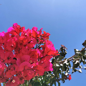 粉红色 夏天 天空 三角梅 植物 花园 植物区系 花的 美丽的