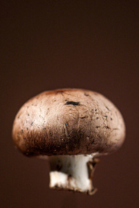 棕色背景的新鲜单浮蘑菇