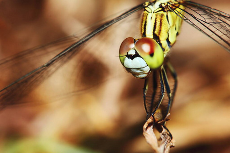 自然 动物 美丽的 特写镜头 花园 生物学 环境 蜻蜓 美女