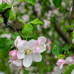 生长 季节 美丽的 特写镜头 颜色 苹果 分支 植物学 植物