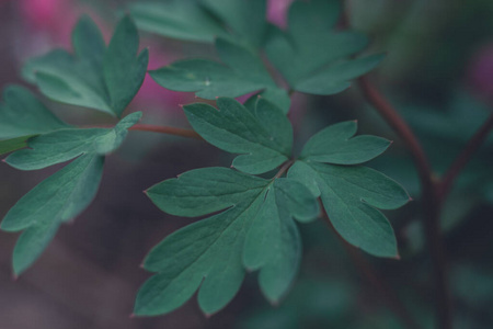 生长 环境 最小值 赶时髦的人 纹理 植物学 特写镜头 丛林