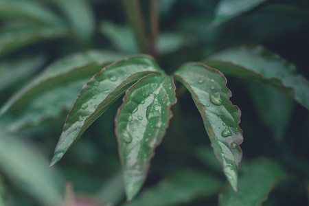 季节 赶时髦的人 最小值 特写镜头 植物区系 环境 树叶