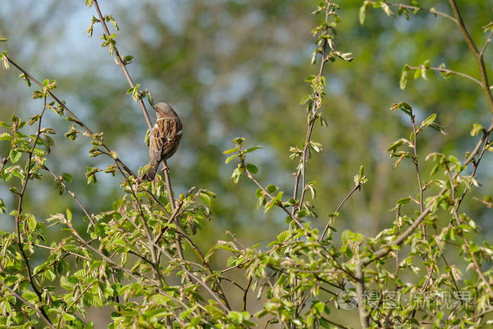 家麻雀坐在树篱的树枝上春天到了明亮的照片