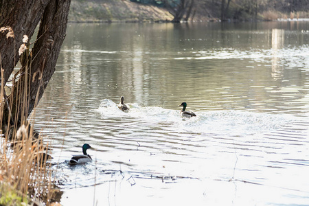 绿头鸭 羽毛 动物 美丽的 池塘 野生动物 布达佩斯 自然
