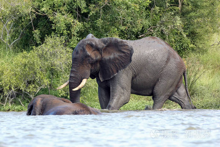 非洲人 旅行 树干 大象 非洲 自然 动物 保护 储备 姆普马兰加