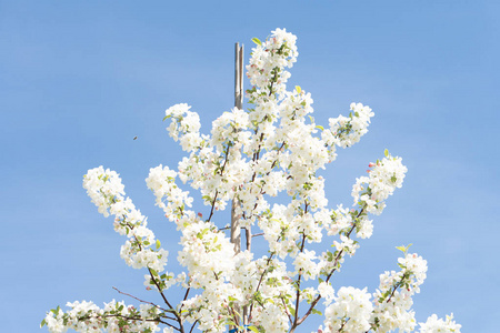 白苹果花。公园里树木盛开