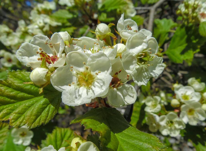自然 盛开 樱桃 天空 苹果 美丽的 收集 分支 干燥 花瓣
