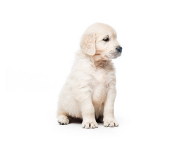 白色金毛幼犬图片-白色金毛幼犬素材-白色金毛幼犬插画-摄图新视界