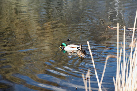 浮动 公园 外部 鸭子 猎人 绿头鸭 宠物 池塘 家禽 动物
